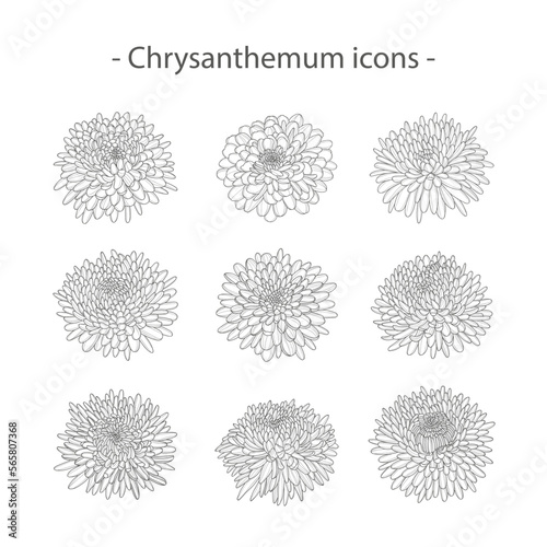 A set of icons of beautiful blooming chrysanthemum flowers. Contour drawing of a lush chrysanthemum bud. Elements for the design of postcards, invitations, etc. 