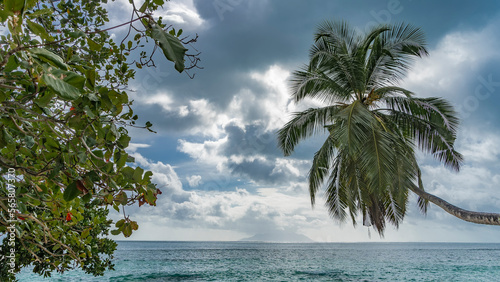 Fototapeta Naklejka Na Ścianę i Meble -  A palm tree with an elegantly curved trunk and spreading leaves and branches of tropical bushes against a background of blue sky, clouds and turquoise ocean. Seychelles.
