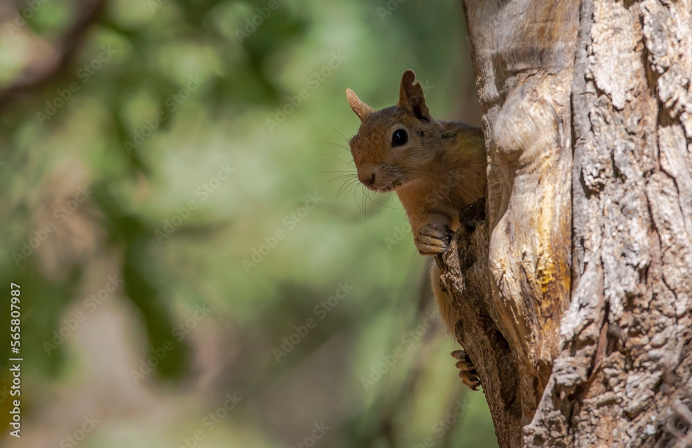 Caucasian Squirrels (Sciurus anomalus) are lives at the forest of Mazidagi district of Mardin. They usually nest in the hollows of old trees, acorn trees are a very good shelter for them.