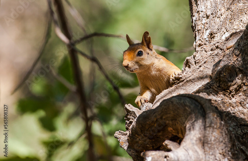 Caucasian Squirrels (Sciurus anomalus) are lives at the forest of Mazidagi district of Mardin. They usually nest in the hollows of old trees, acorn trees are a very good shelter for them.