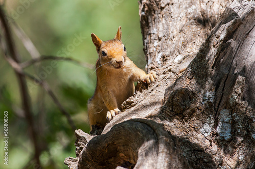 Caucasian Squirrels (Sciurus anomalus) are lives at the forest of Mazidagi district of Mardin. They usually nest in the hollows of old trees, acorn trees are a very good shelter for them. photo