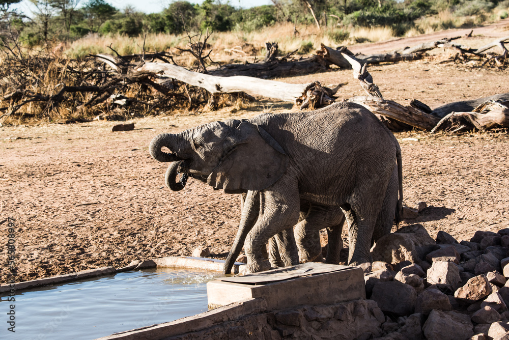 Fototapeta premium Elephants in Namibia national parks