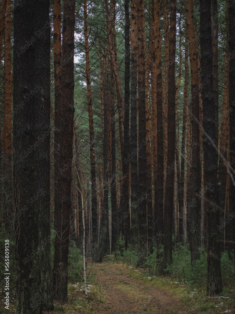 Fototapeta premium forest in the morning