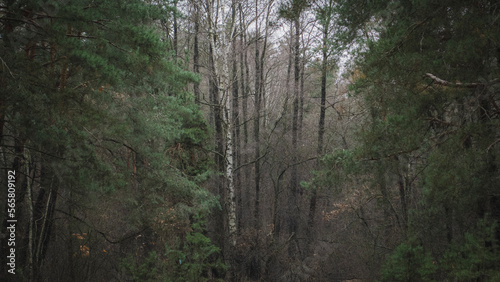 trees in the woods