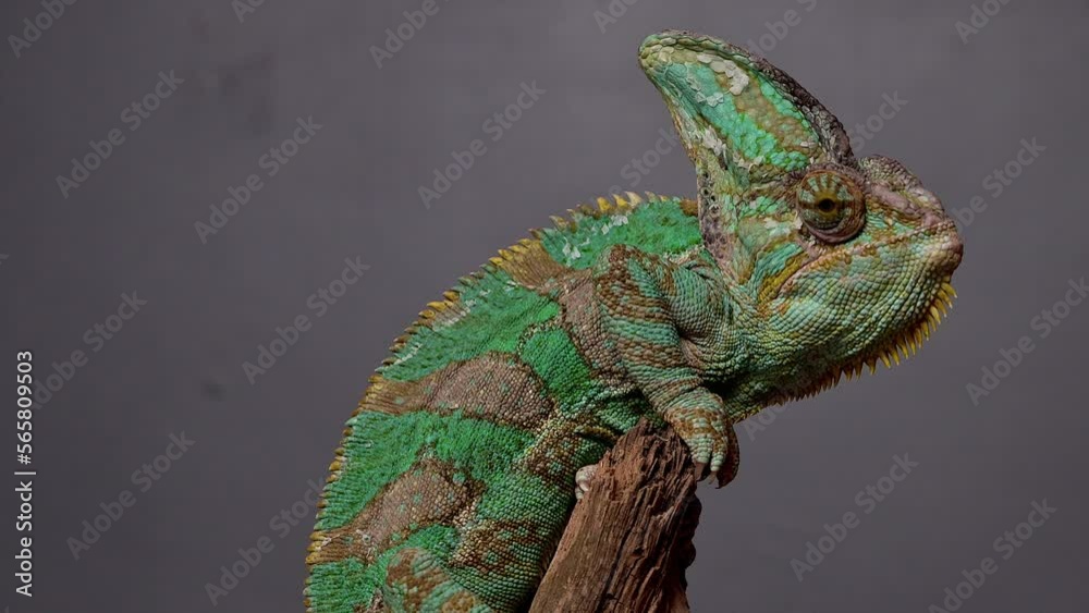 Veiled Chameleon, Chamaeleo calyptratus sits on branch and look in