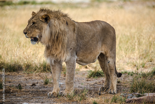 Lions in Etosha National Park in Namibia