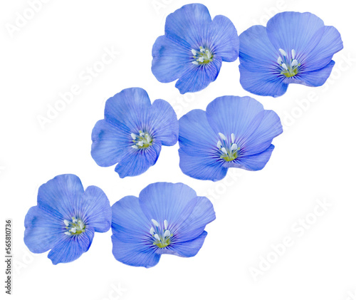 flax flowers or Linum usitatissimum isolated on a white background . Top view, flat lay