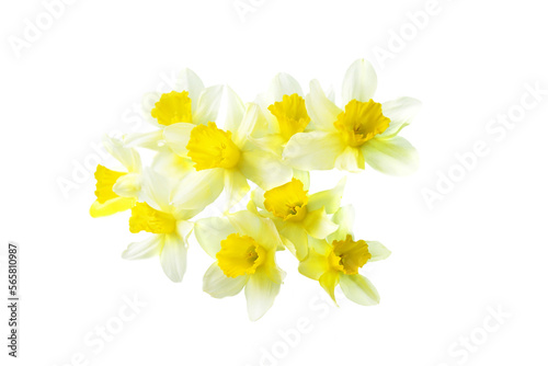 yellow daffodil isolated on a white background