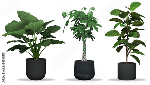 3D realistic vector icon illustration potted plants for the interior.Use as Indoor Plants for interior. Isolated on white background.3D Rendering.