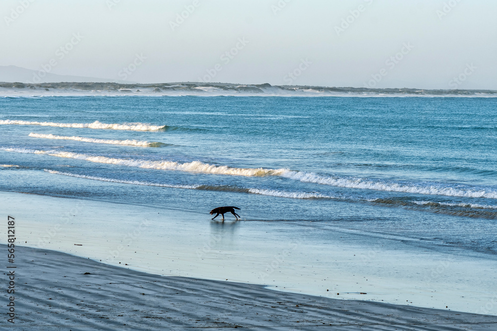 Dog running on the beach in Struisbaai at sunset Dog running on the beach in Struisbaai at sunset