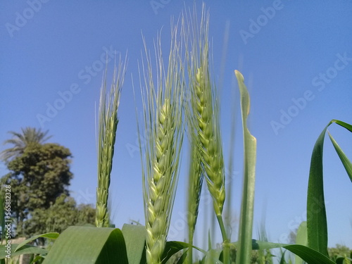 Common Wheat.Durum.Barley.Wheat.triticale.tritordeum.Common wheat field.Triticale with selective focus on subject.Eating concept. Breed making product.Protein food.Einkorn wheat.Triticum.Poaceae. photo