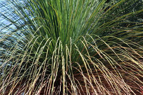 Close up of a grass tree. Xanthorrhoea australis photo