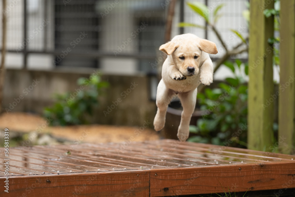 Labrador puppy jumping off a deck very cute Stock Photo Adobe Stock