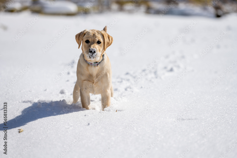 Young yellow Labrador puppy playing in the snow