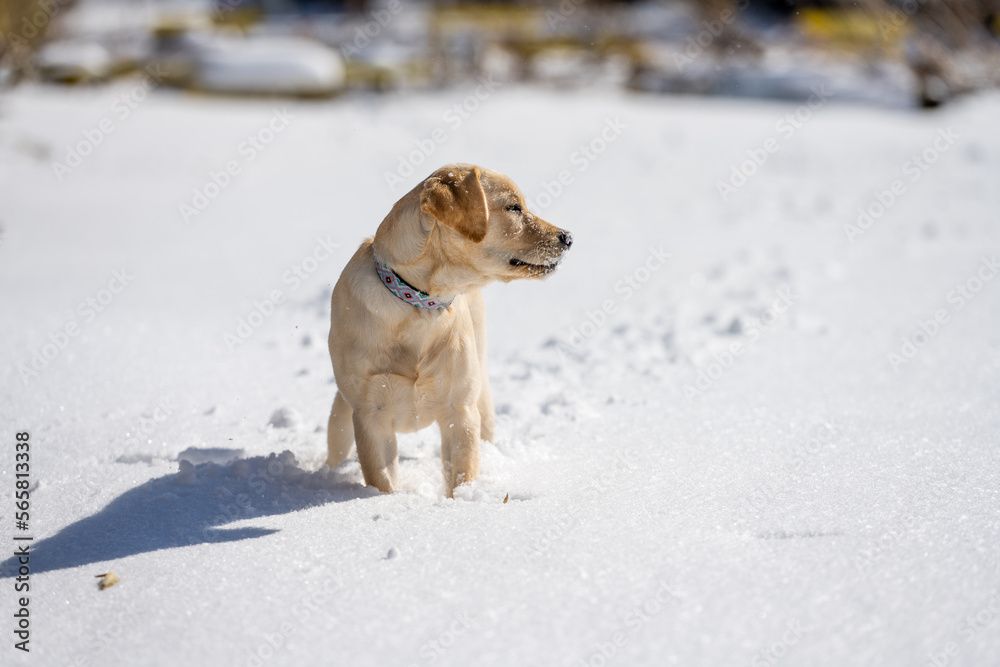 Young yellow Labrador puppy playing in the snow