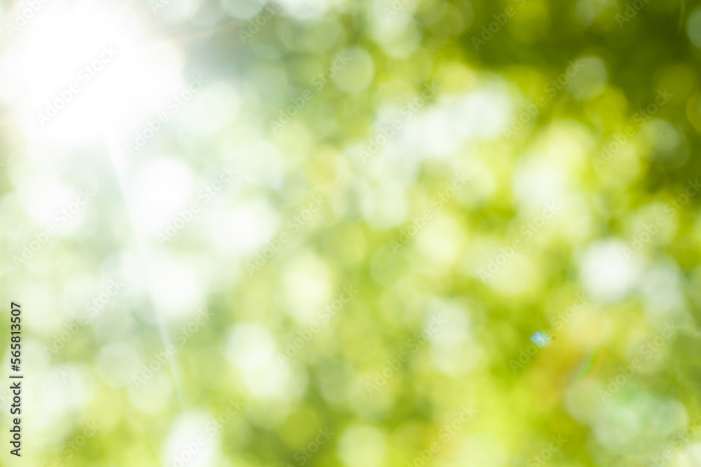 Abstract bokeh light, blurred green leaves background