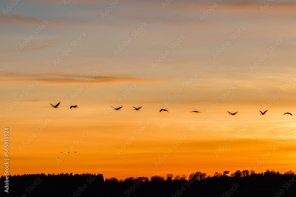 Sunset at the forest with a flock of flying cranes