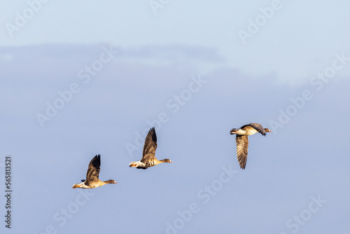 White-fronted geese flying in the sky