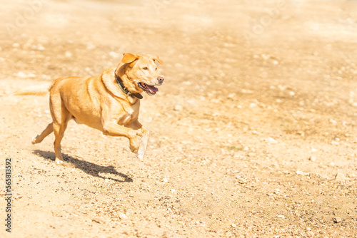 Labrador dog running after a ball in a park