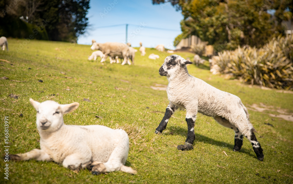 Black lamb Black lamb
