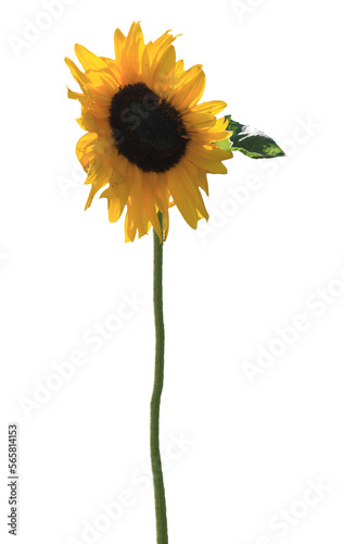 Sunflower isolated on a transparent background.