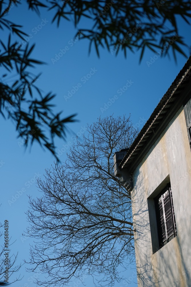 old house with tree