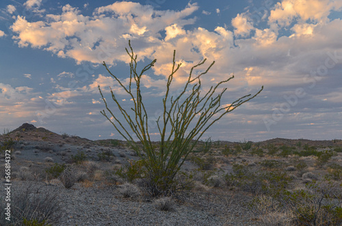 ocotillo (Fouquieria splendens) in Mojave desert near Needles (San Bernardino county, California)	 photo