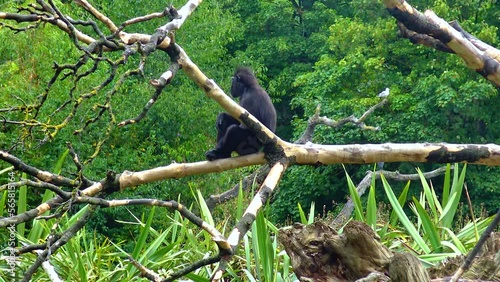 Black chimpanzee with a cub in the zoo sits on a branch bonobo view photo