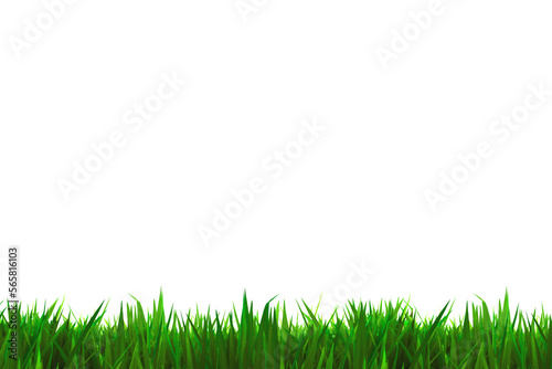 a green grass isolated,png file