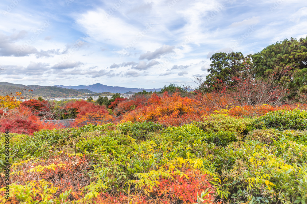 京都嵯峨野　 大河内山荘庭園の紅葉
