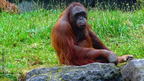 Arangutan eating an orange at the zoo Ireland