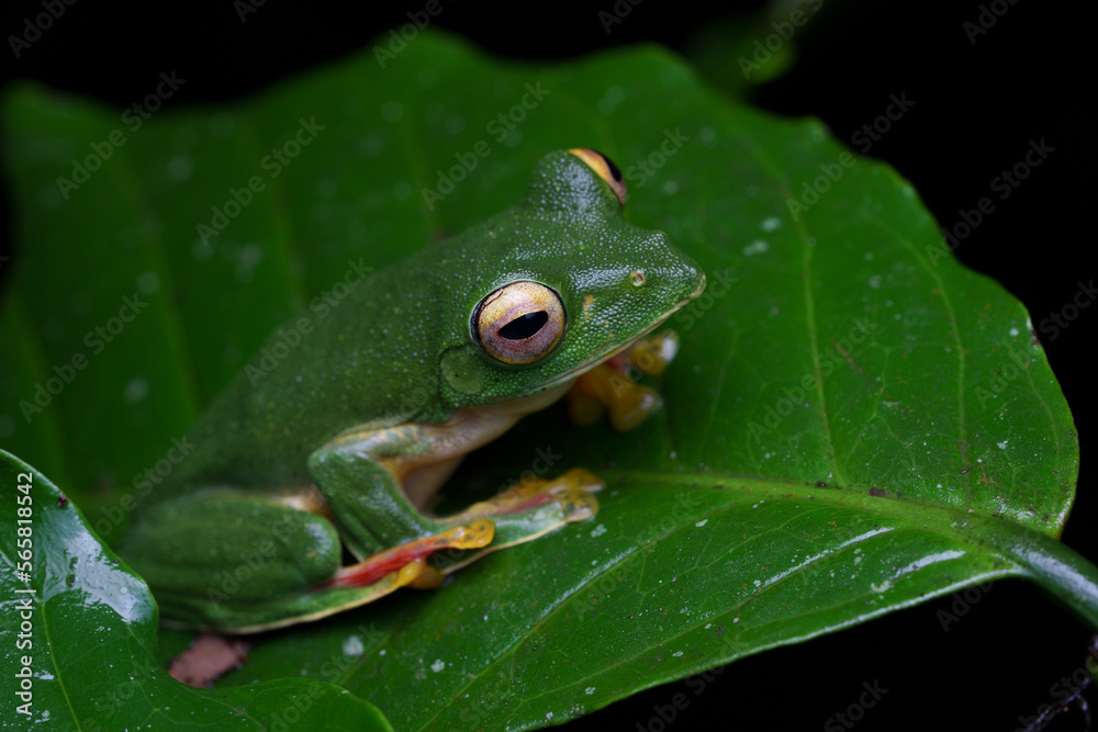 Malabar gliding frog (Rhacophorus malabaricus) is a rhacophorid tree frog species found in the Western Ghats of India. Malabar gliding frog (Rhacophorus malabaricus) is a rhacophorid tree frog species found in the Western Ghats of India.