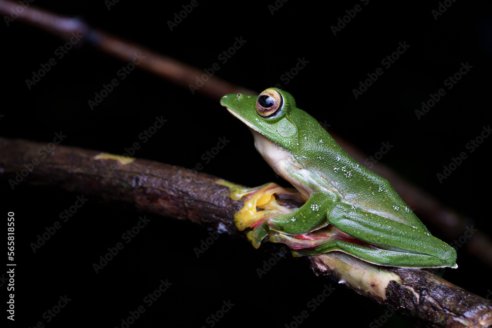 Malabar gliding frog (Rhacophorus malabaricus) is a rhacophorid tree frog species found in the Western Ghats of India. Malabar gliding frog (Rhacophorus malabaricus) is a rhacophorid tree frog species found in the Western Ghats of India.