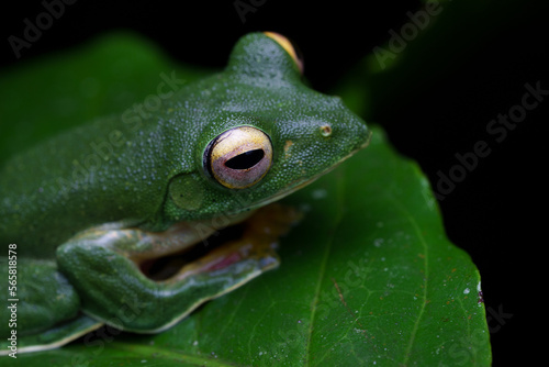 Malabar gliding frog (Rhacophorus malabaricus) is a rhacophorid tree frog species found in the Western Ghats of India.