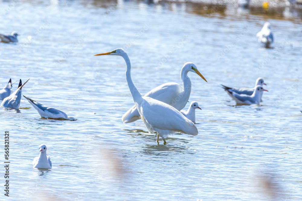 Obraz premium The beautiful egret in lake in Longfeng wetland of Daqing city, China.