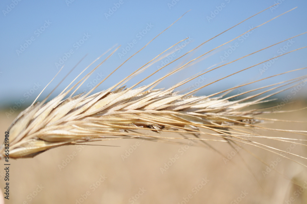 Ripe ears of grain in the field, harvesting, agriculture in natural conditions Ripe ears of grain in the field, harvesting, agriculture in natural conditions