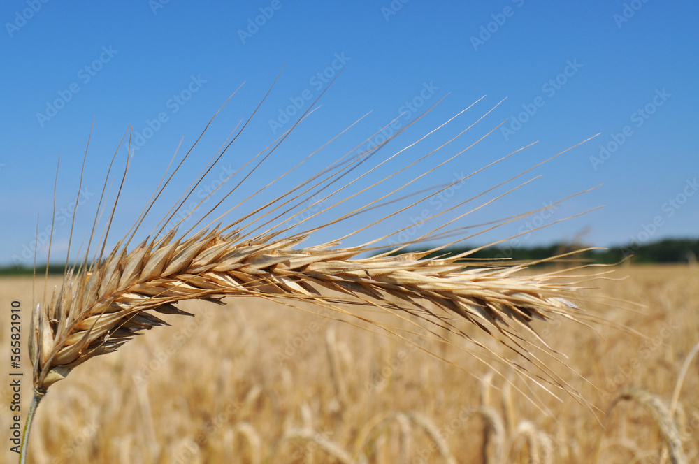 Ripe ears of grain in the field, harvesting, agriculture in natural conditions Ripe ears of grain in the field, harvesting, agriculture in natural conditions