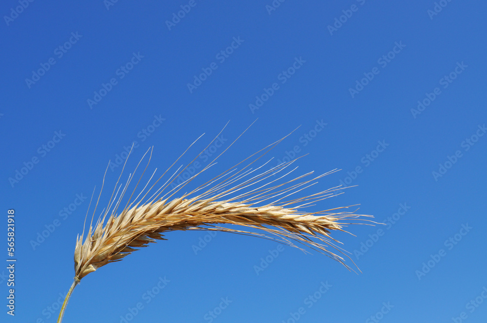 Ripe ears of grain in the field, harvesting, agriculture in natural conditions Ripe ears of grain in the field, harvesting, agriculture in natural conditions