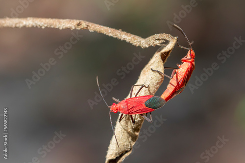 Image of Red cotton bug (Dysdercus cingulatus) on the leaf on a natural background. Insect. Animal. Pyrrhocoridae. photo