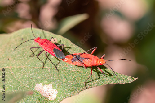 Image of Red cotton bug (Dysdercus cingulatus) on the leaf on a natural background. Insect. Animal. Pyrrhocoridae. © yod67