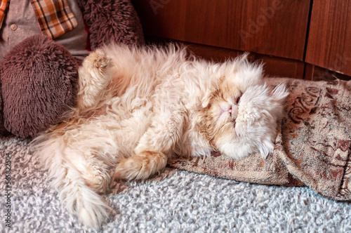 A white Persian cat sleeps on the floor in a room next to a toy bear. © serg6legion