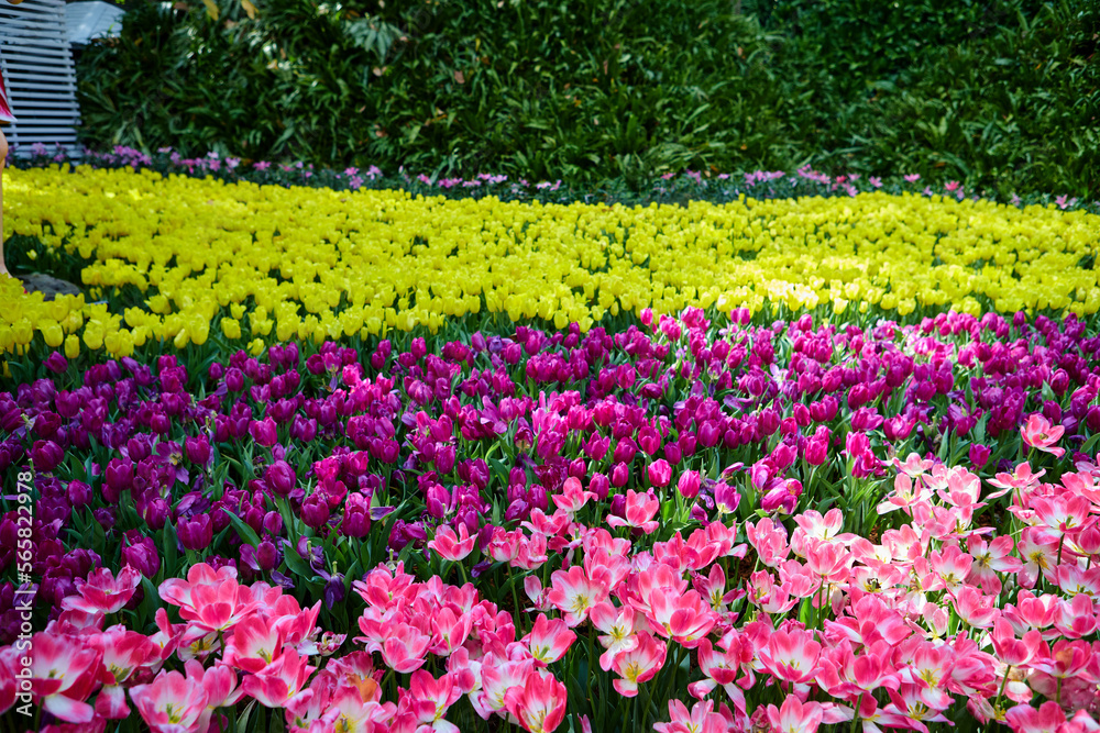 Multicolored of fresh tulip at tulip park
