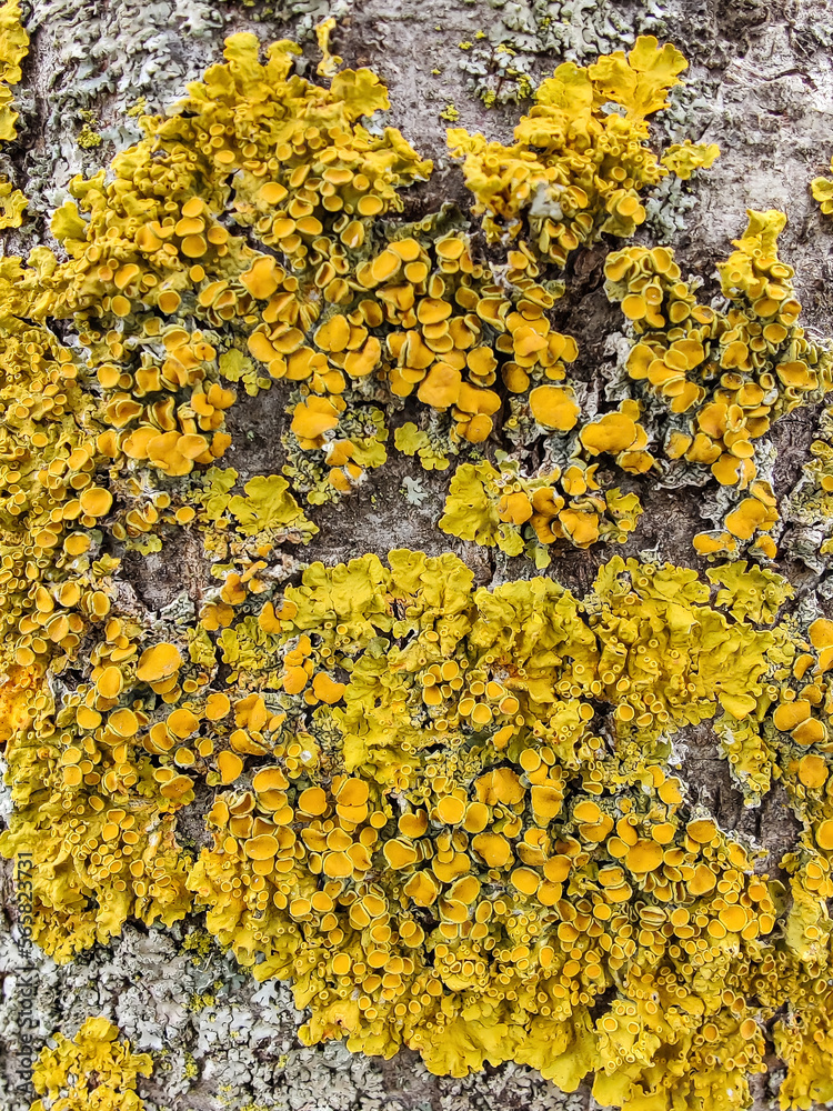 Yellow lichen on tree trunk bark background. Close-up moss texture on tree surface. Selective focus.