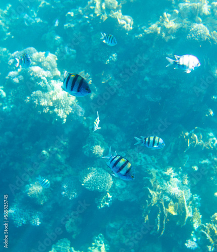 Fish swim in the Red Sea.
