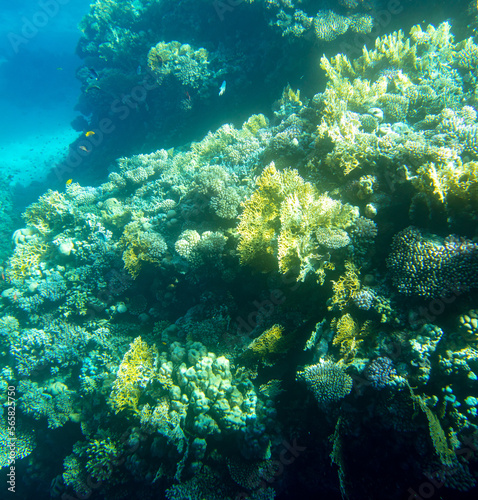 Fototapeta Naklejka Na Ścianę i Meble -  Coral reef at the bottom of the Red Sea.