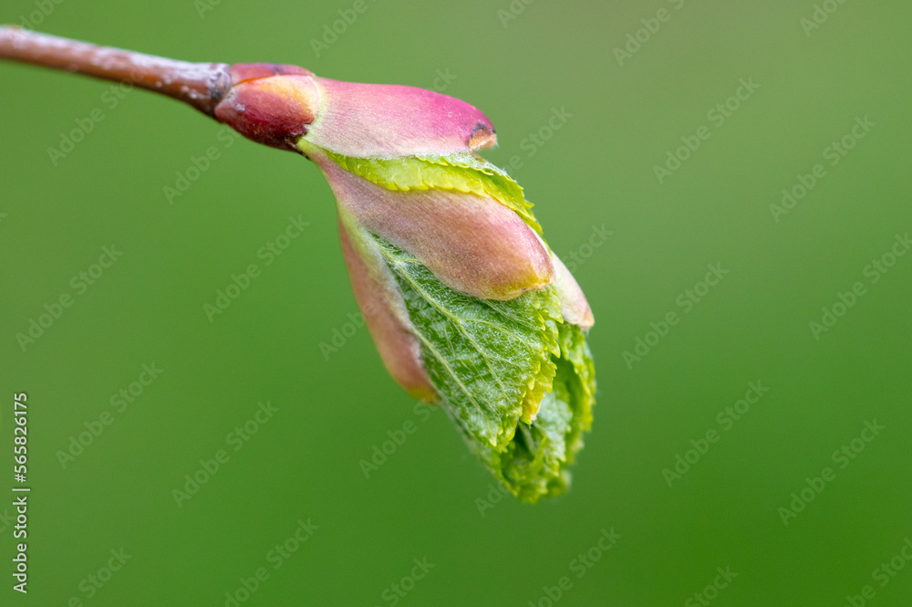 Opening bud on a tree in spring. Opening bud on a tree in spring.