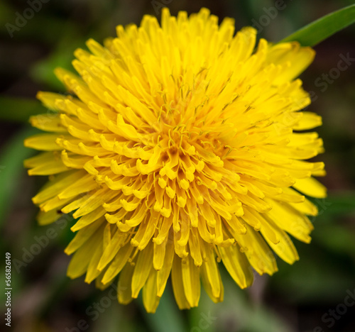 Yellow dandelion in the grass in spring. © schankz