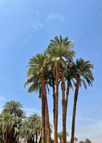 Palm Trees in Luxor  Egypt