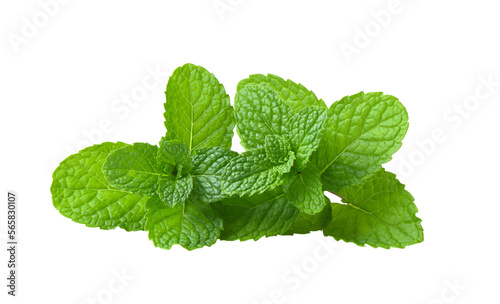 Mint leaves isolated on transparent png