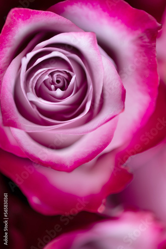 Beautiful pink roses background